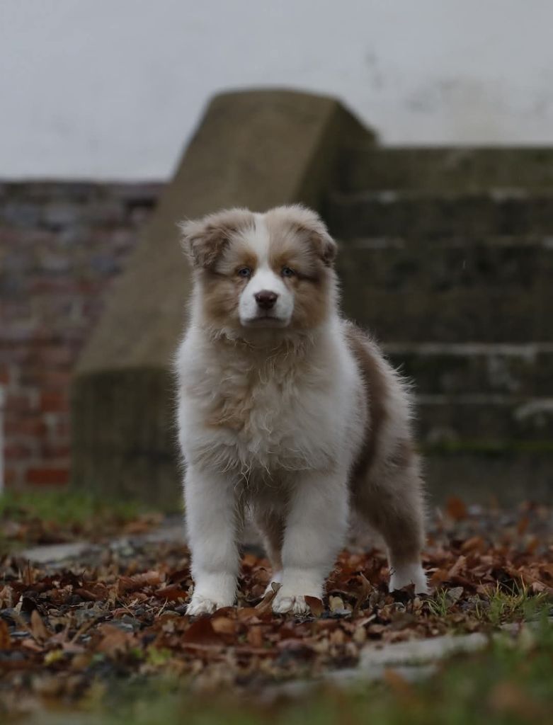 Of Jamandco - Chiot disponible  - Berger Australien