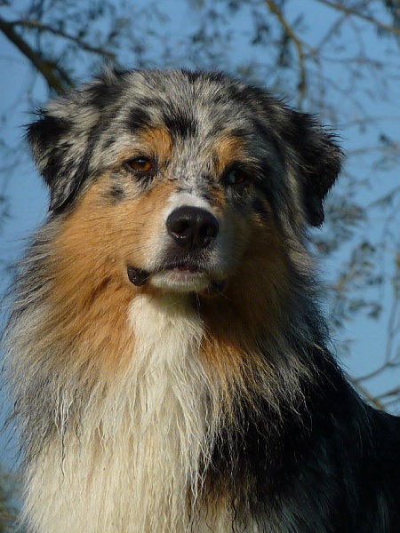 Dakota blue indian spirit Of Jamandco