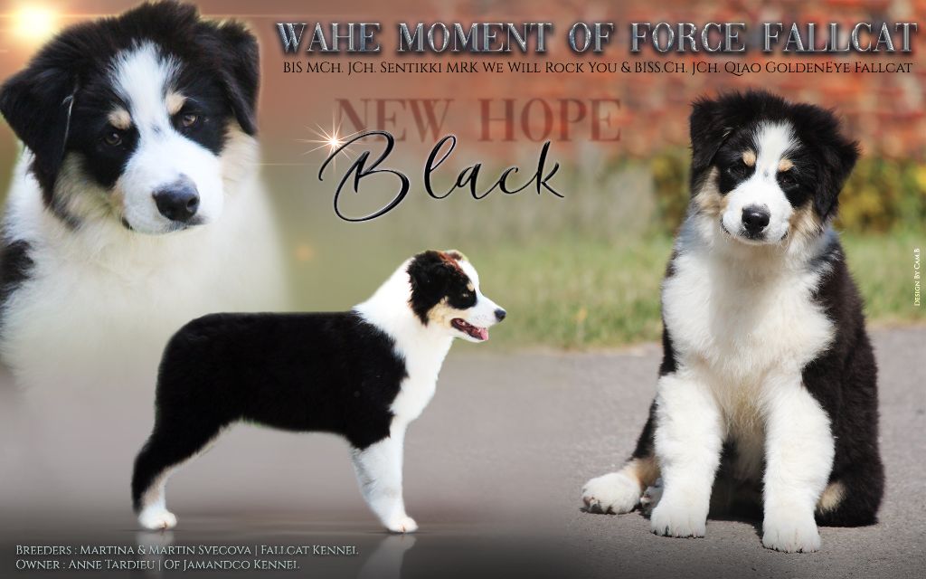 CH. Wahe moment of force fallcat