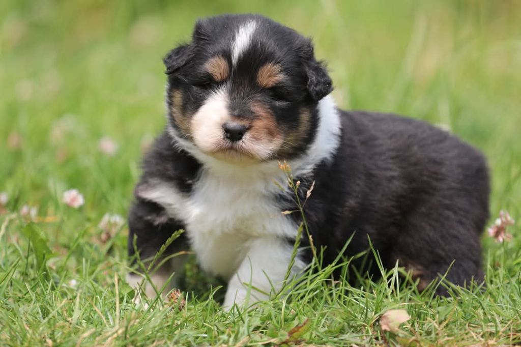 Of Jamandco - Chiots disponibles - Berger Australien