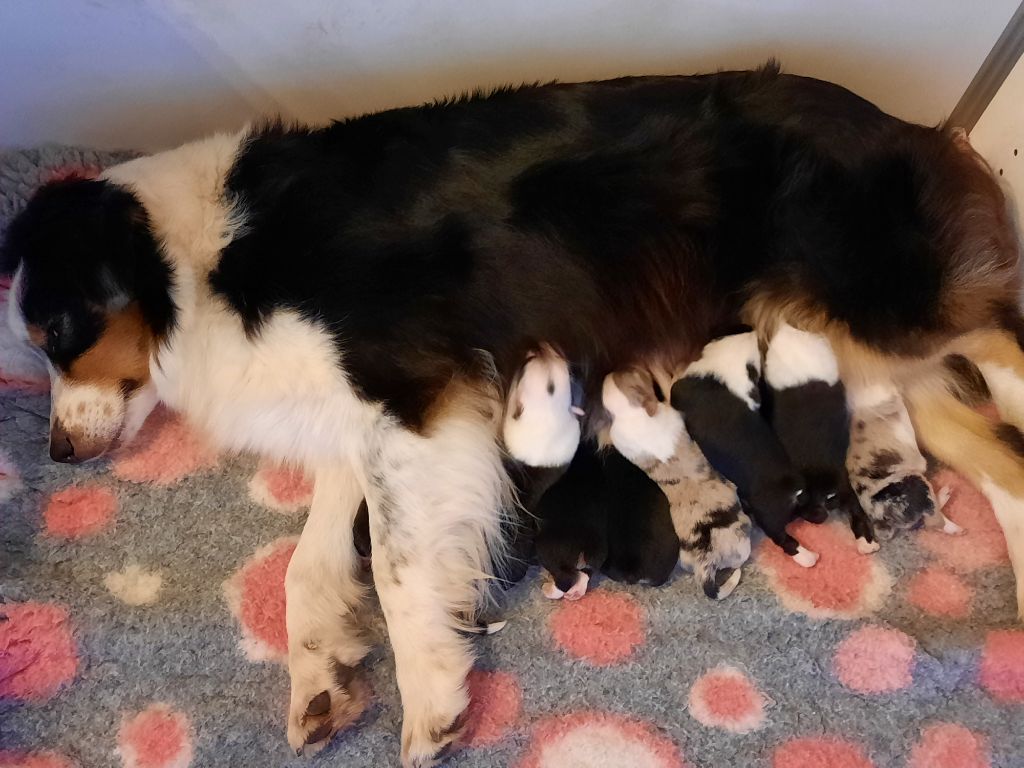 Chiot Berger Australien Of Jamandco