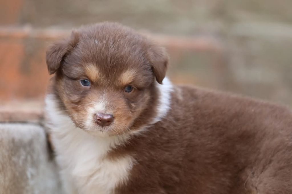 Of Jamandco - Chiots disponibles - Berger Australien
