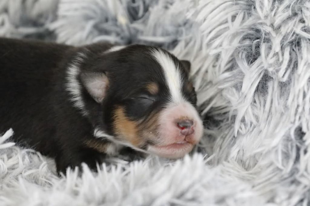 Of Jamandco - Chiots disponibles - Berger Australien