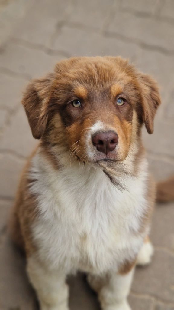 Of Jamandco - Chiots disponibles - Berger Australien