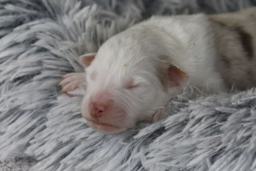 Of Jamandco - Chiots disponibles - Berger Australien