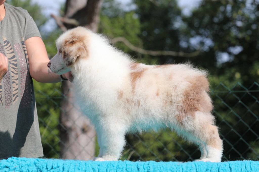 Of Jamandco - Chiots disponibles - Berger Australien