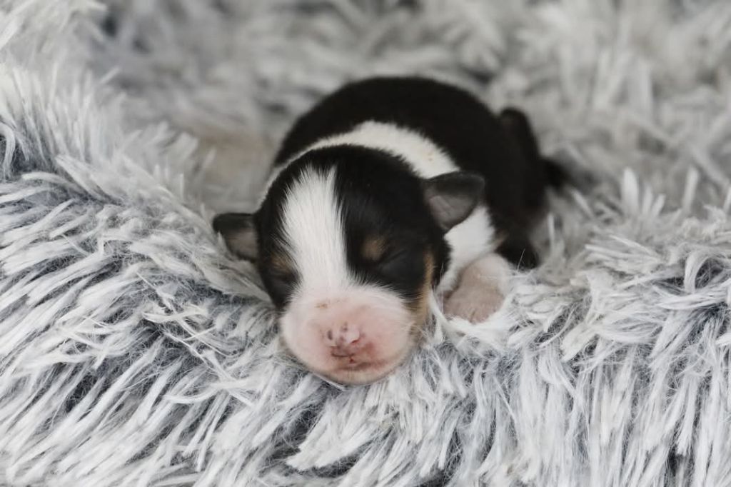 Of Jamandco - Chiots disponibles - Berger Australien
