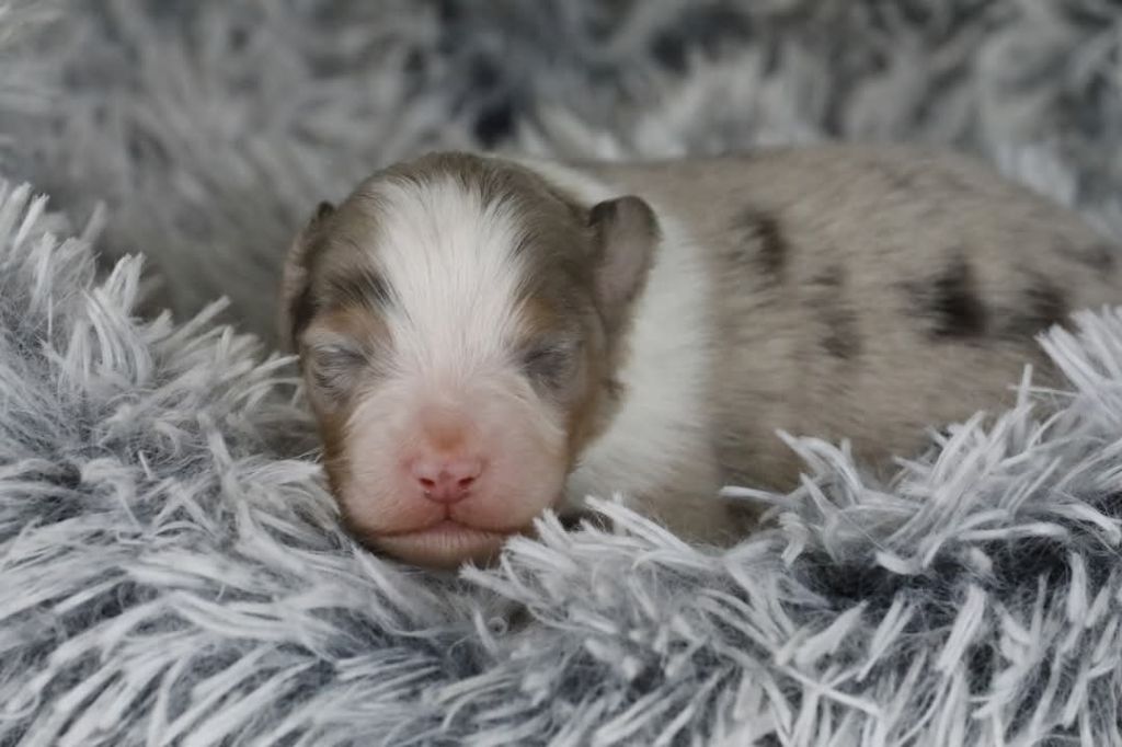 Of Jamandco - Chiots disponibles - Berger Australien