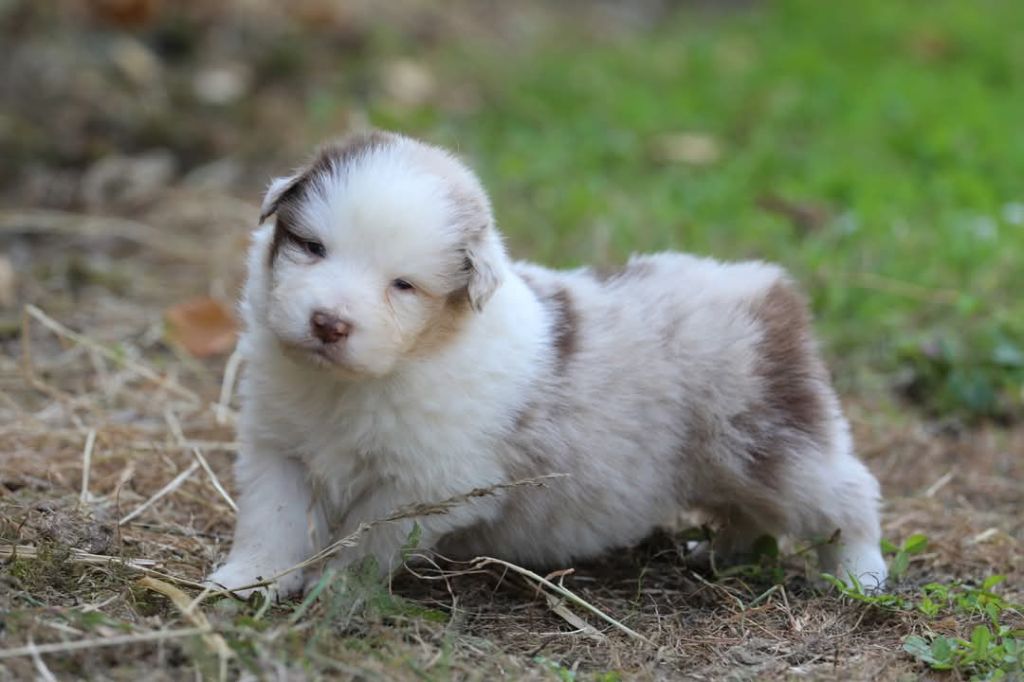 Of Jamandco - Chiots disponibles - Berger Australien