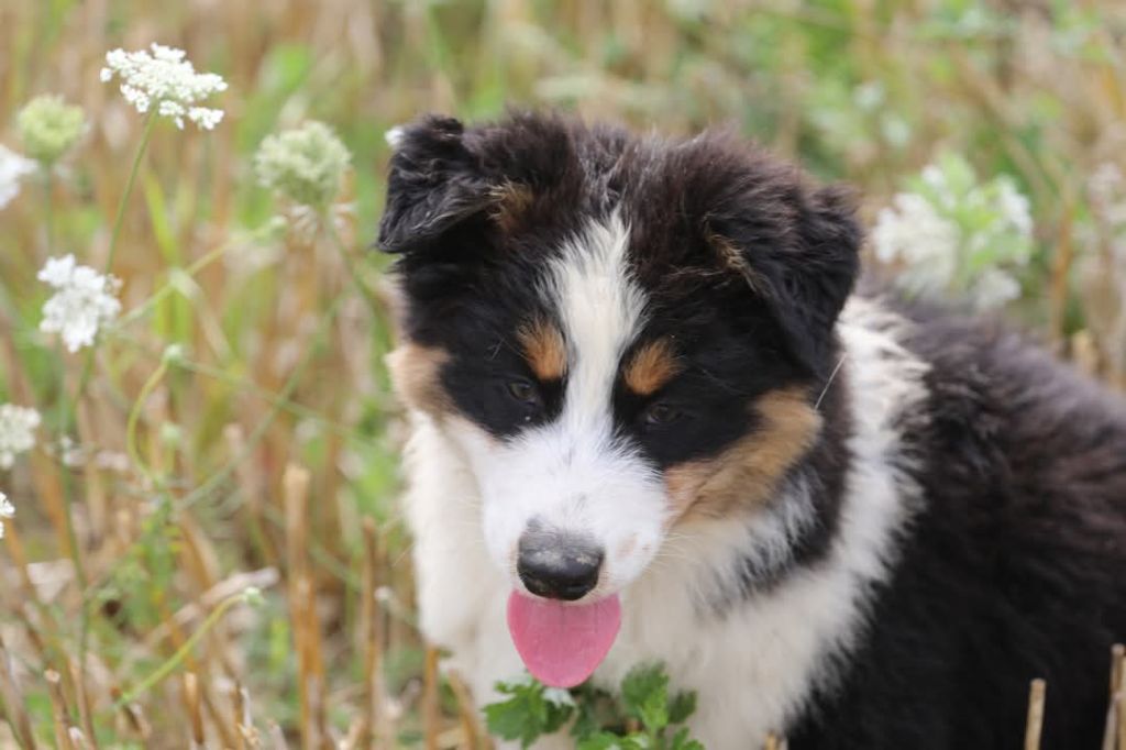 Of Jamandco - Chiots disponibles - Berger Australien