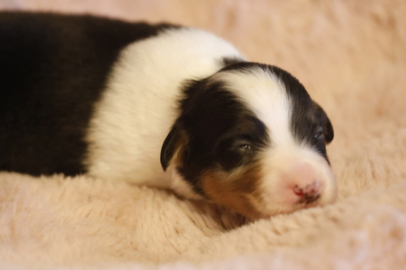 Of Jamandco - Chiots disponibles - Berger Australien