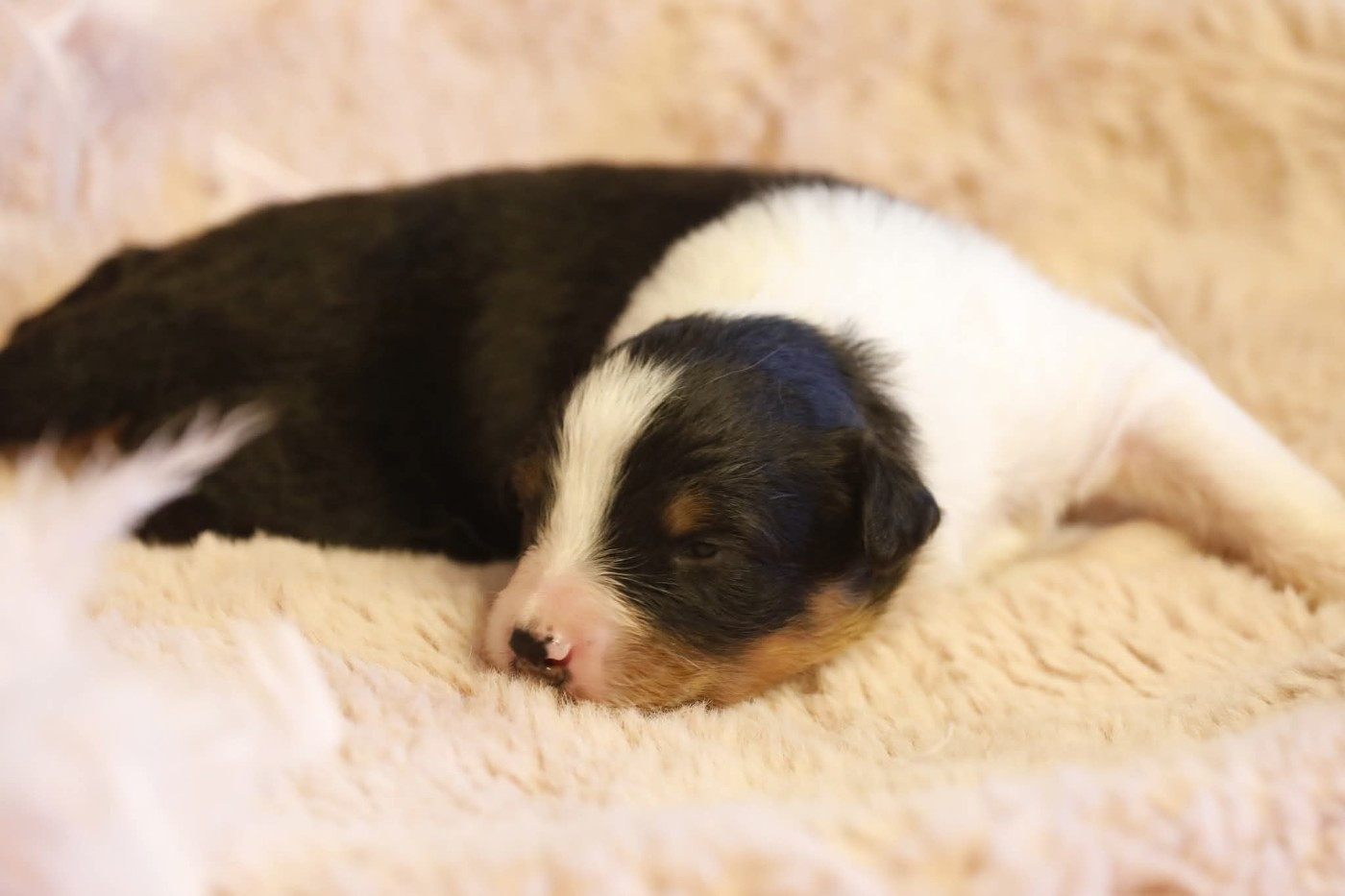 Of Jamandco - Chiots disponibles - Berger Australien