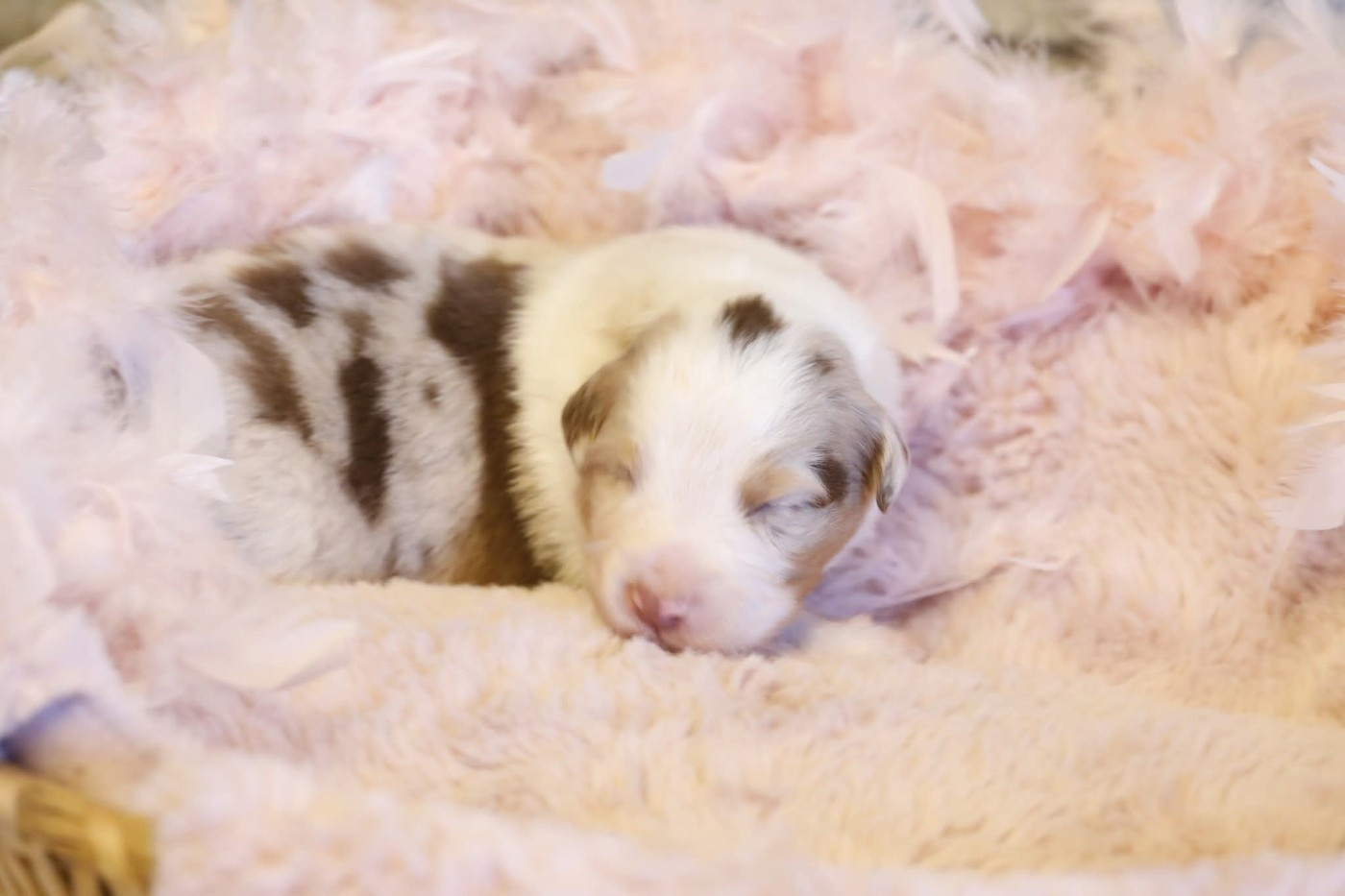 Of Jamandco - Chiots disponibles - Berger Australien