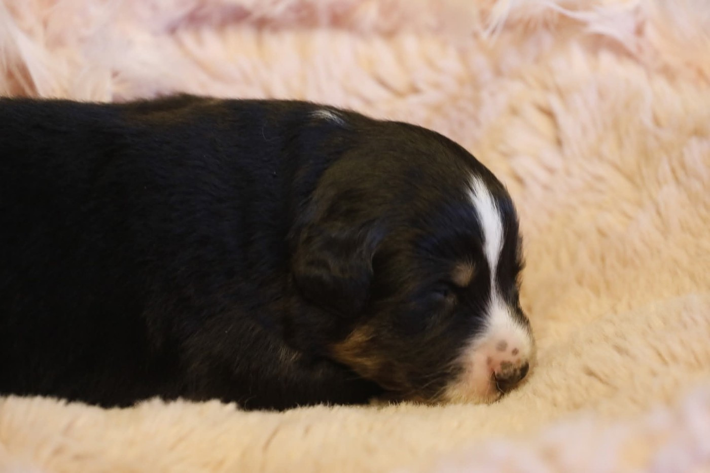 Of Jamandco - Chiots disponibles - Berger Australien