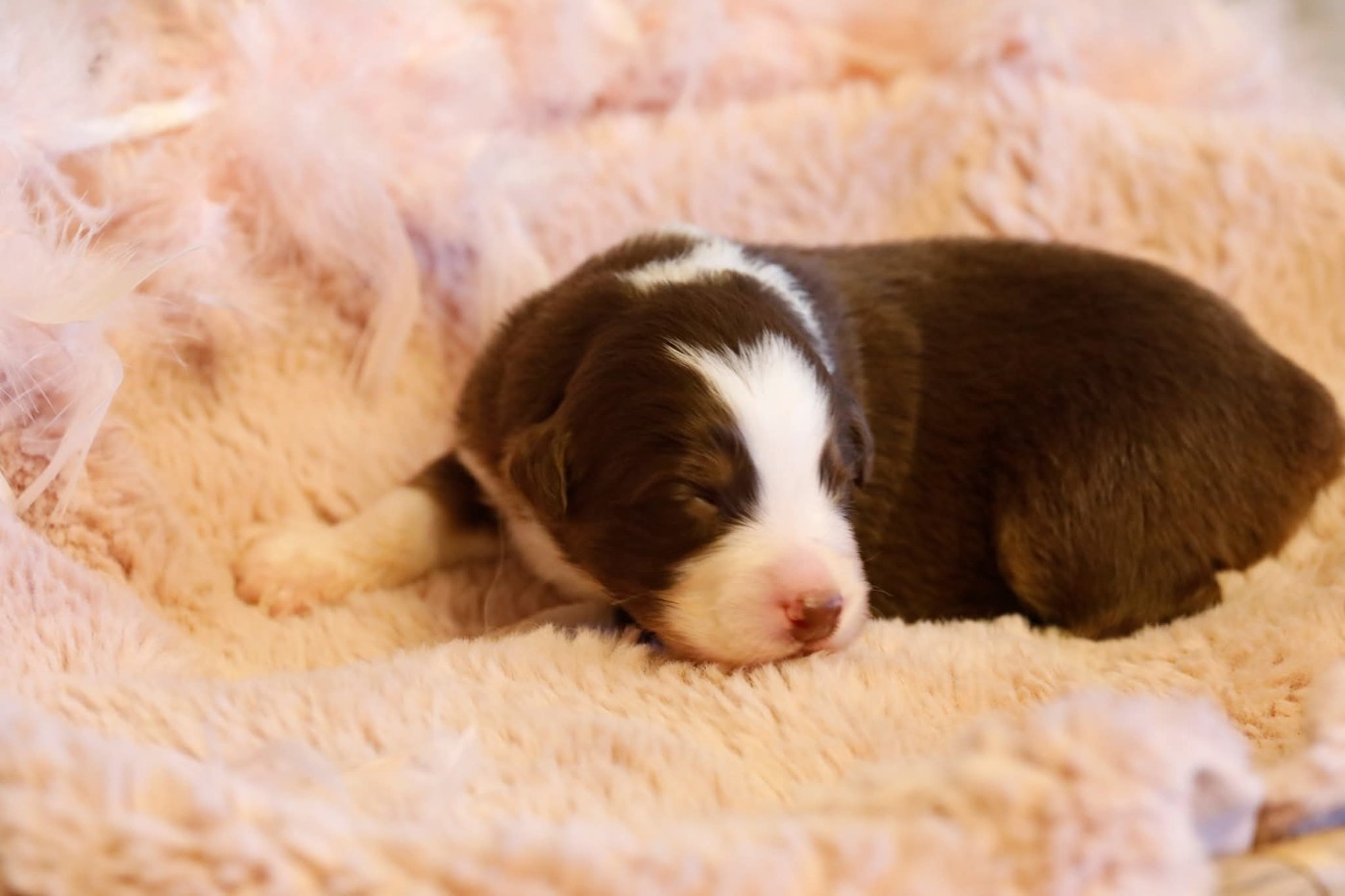 Of Jamandco - Chiots disponibles - Berger Australien