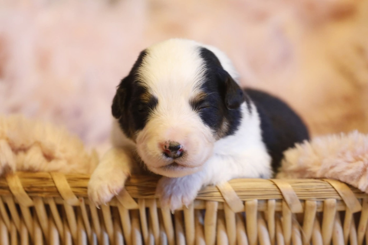 Of Jamandco - Chiots disponibles - Berger Australien