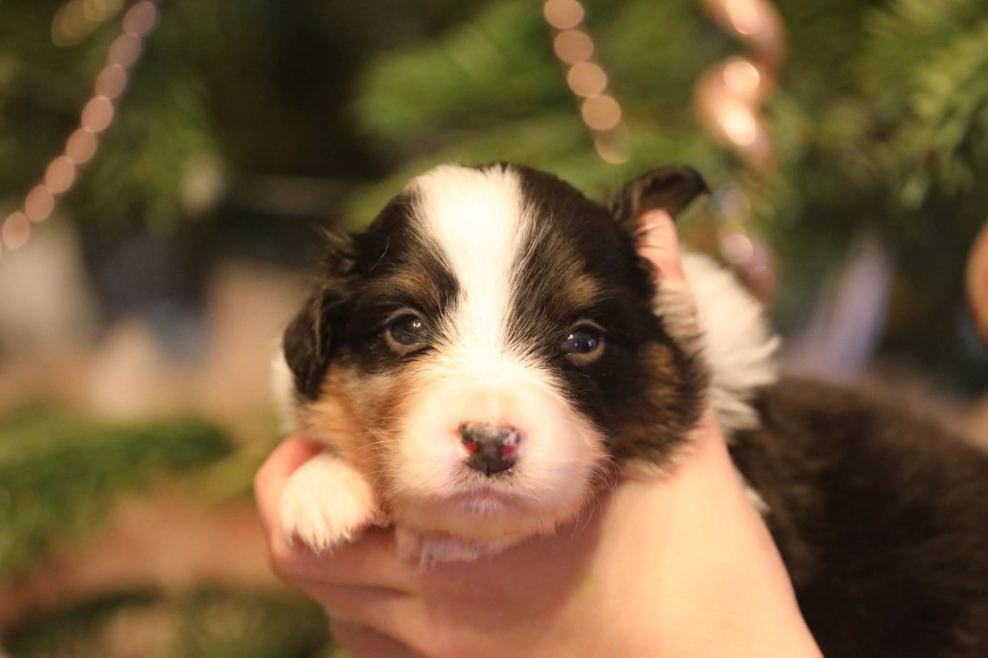 Of Jamandco - Chiots disponibles - Berger Australien