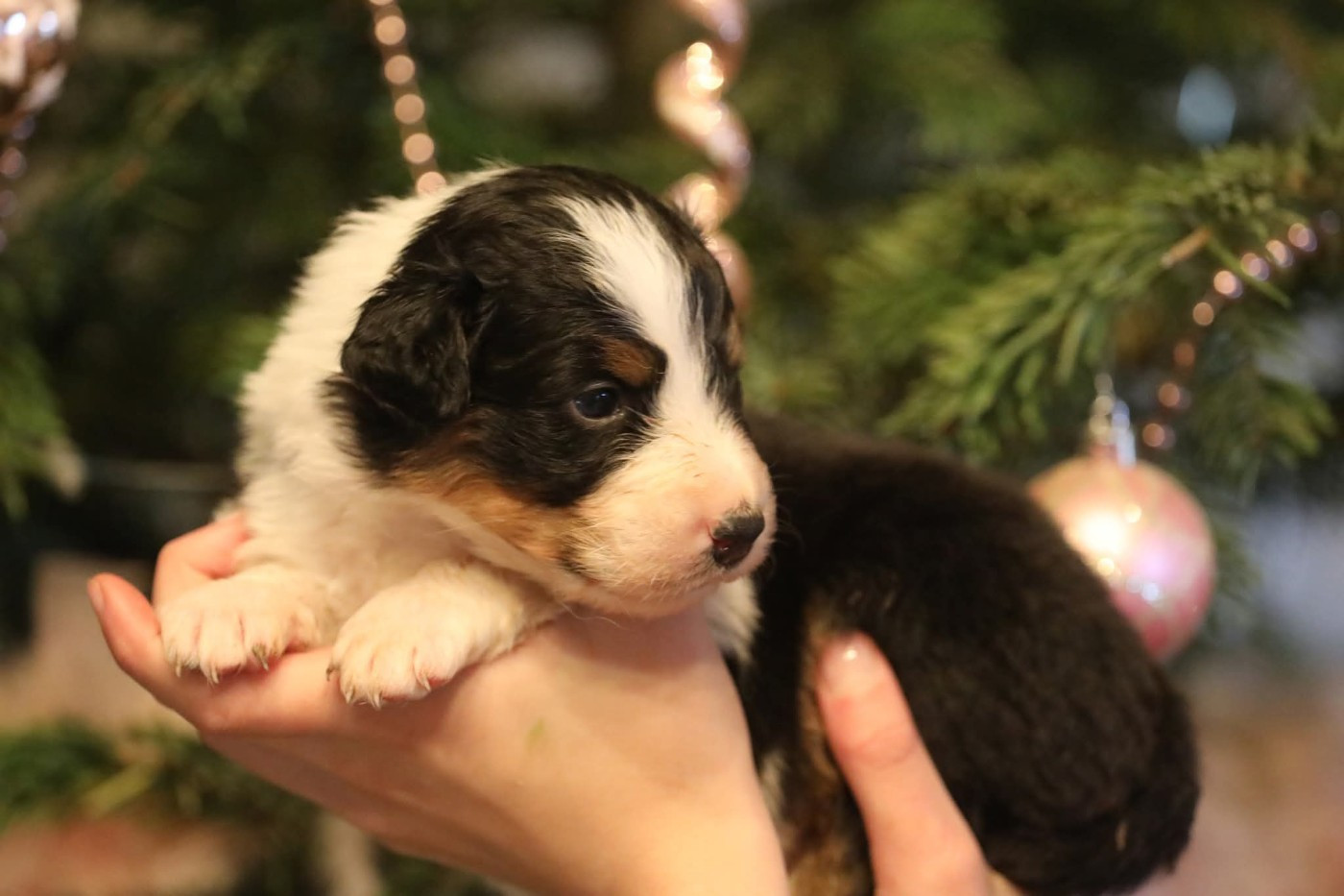 Of Jamandco - Chiots disponibles - Berger Australien