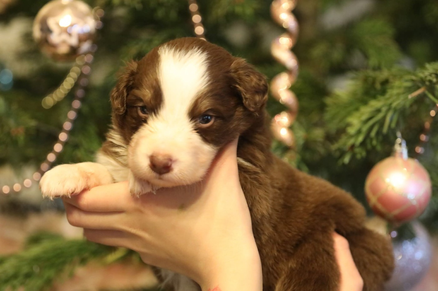 Of Jamandco - Chiots disponibles - Berger Australien