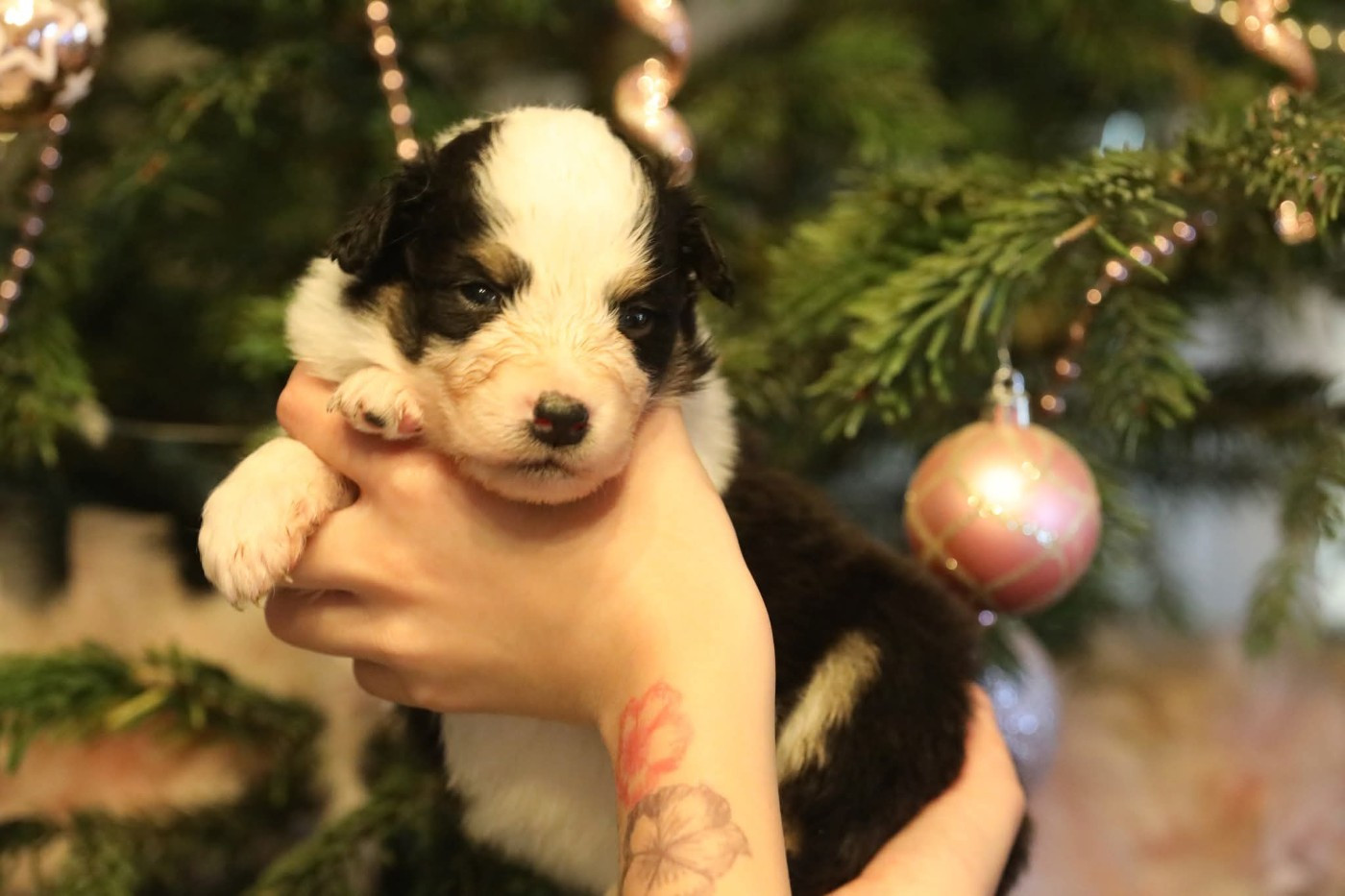 Of Jamandco - Chiots disponibles - Berger Australien