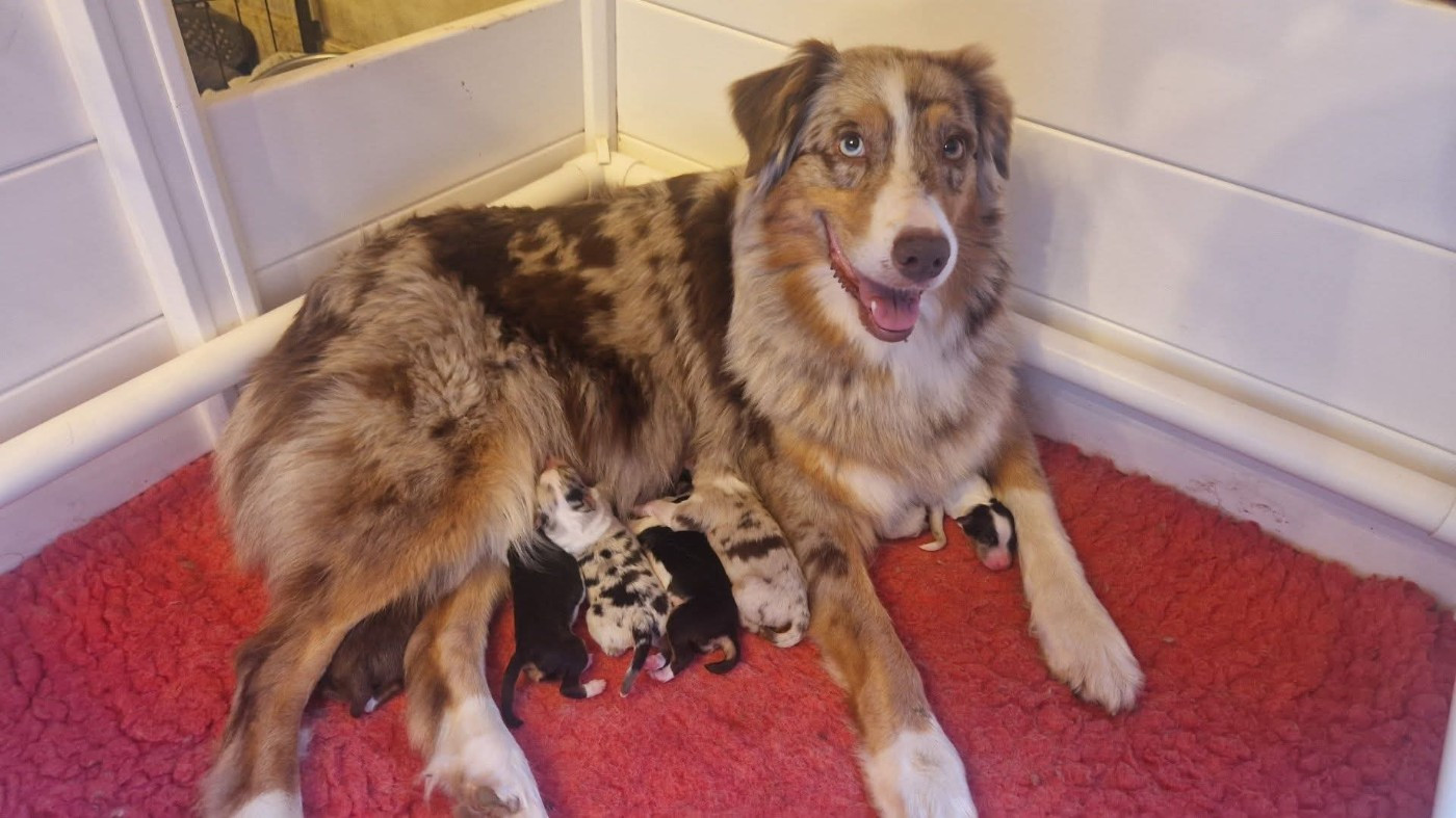 Chiot Berger Australien Of Jamandco