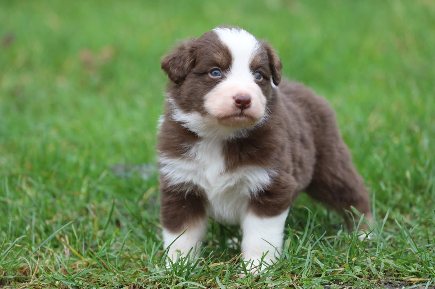 Of Jamandco - Chiots disponibles - Berger Australien