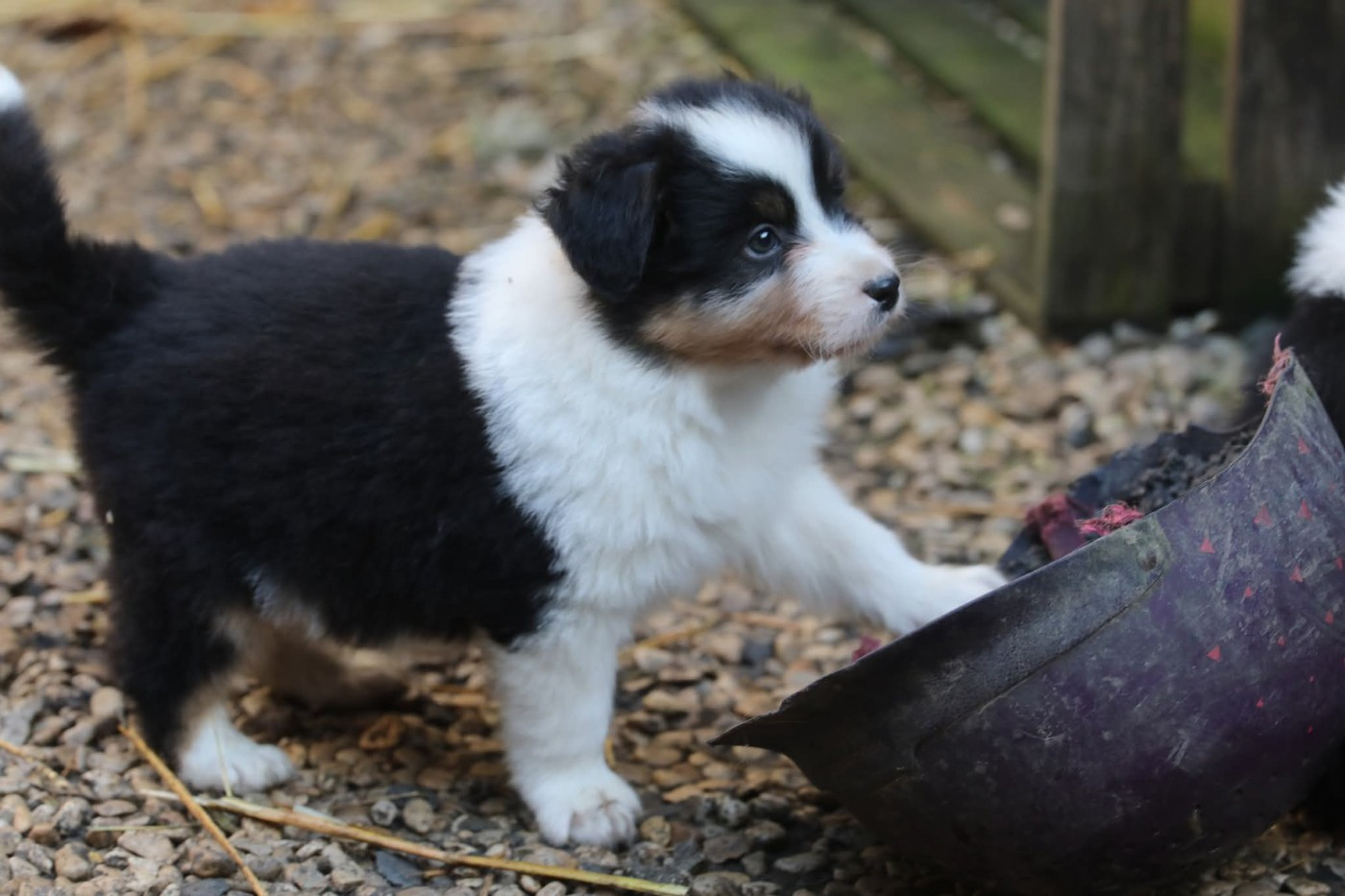 Of Jamandco - Chiots disponibles - Berger Australien