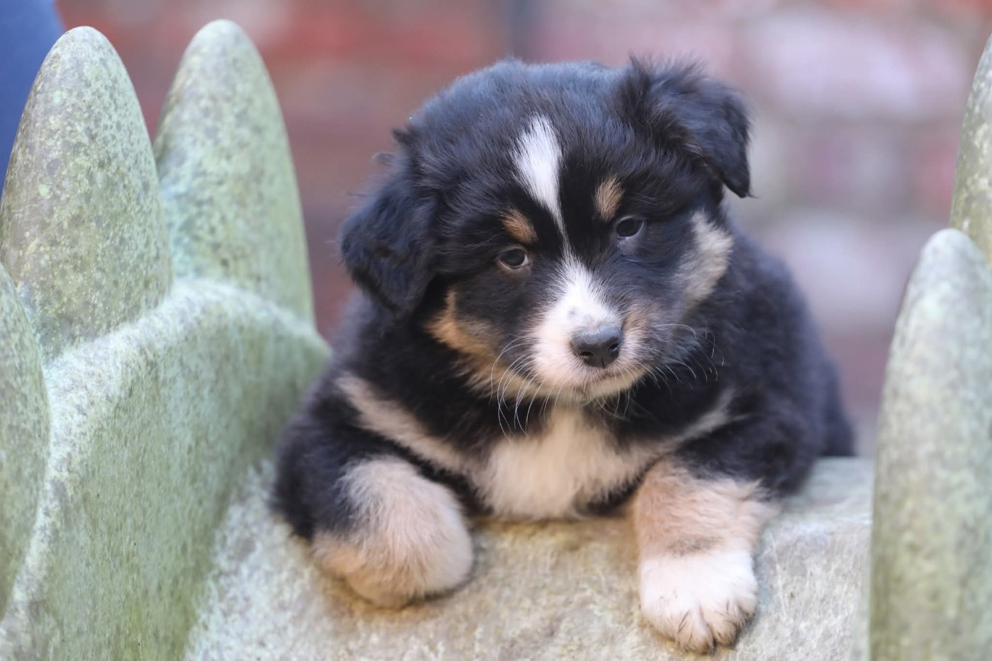 Of Jamandco - Chiots disponibles - Berger Australien