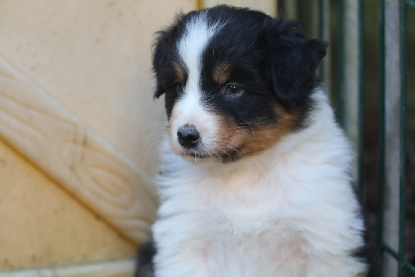 Of Jamandco - Chiots disponibles - Berger Australien