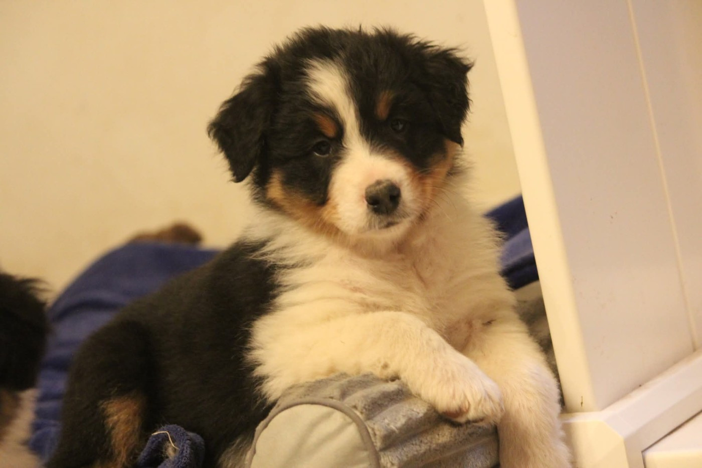 Of Jamandco - Chiots disponibles - Berger Australien