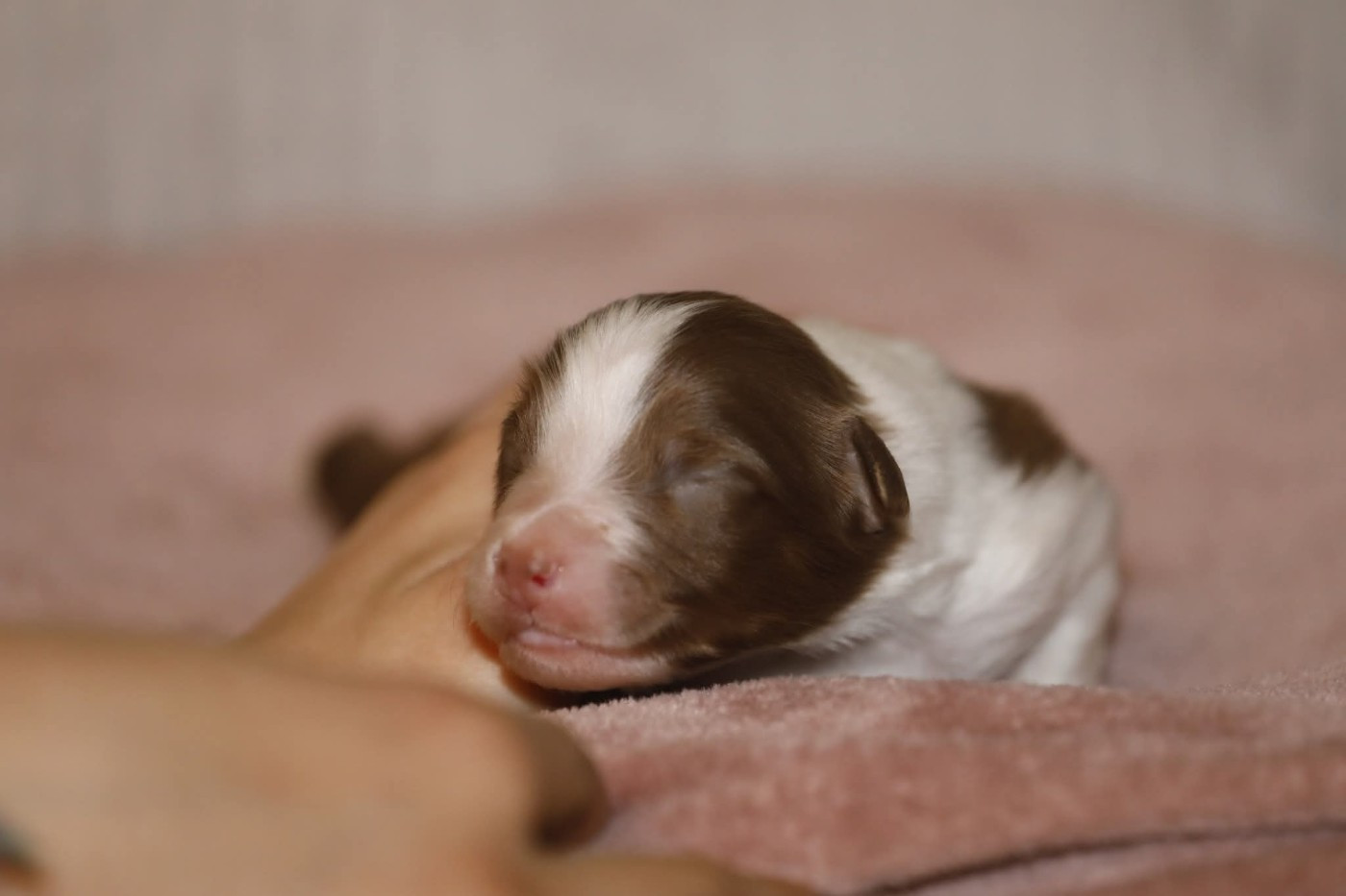 Of Jamandco - Chiots disponibles - Berger Australien