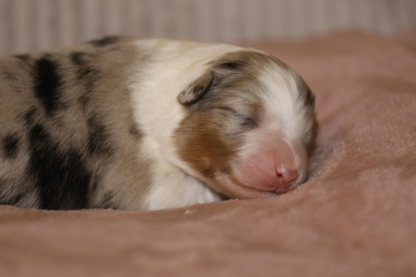 Of Jamandco - Chiots disponibles - Berger Australien