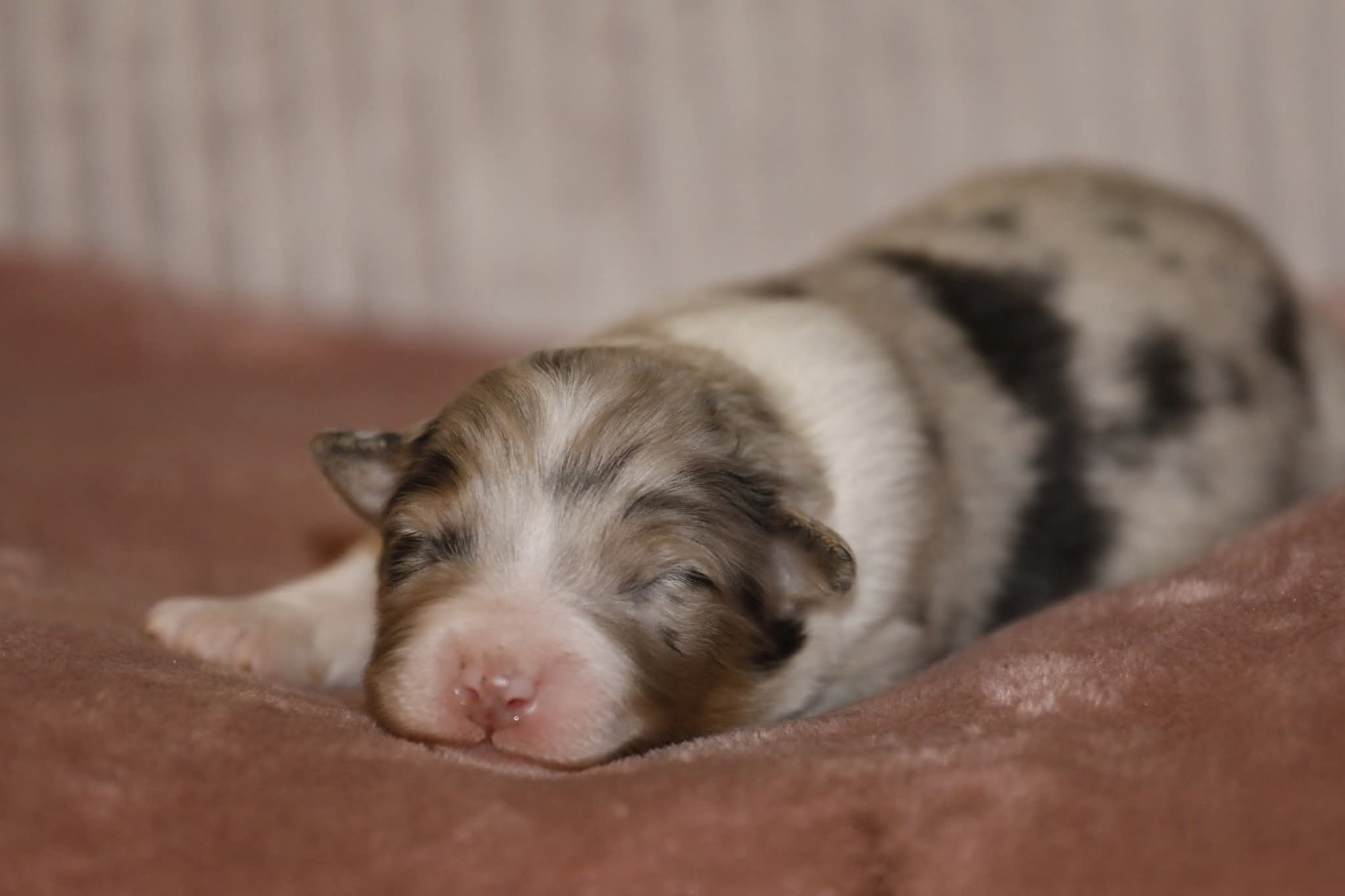 Of Jamandco - Chiots disponibles - Berger Australien