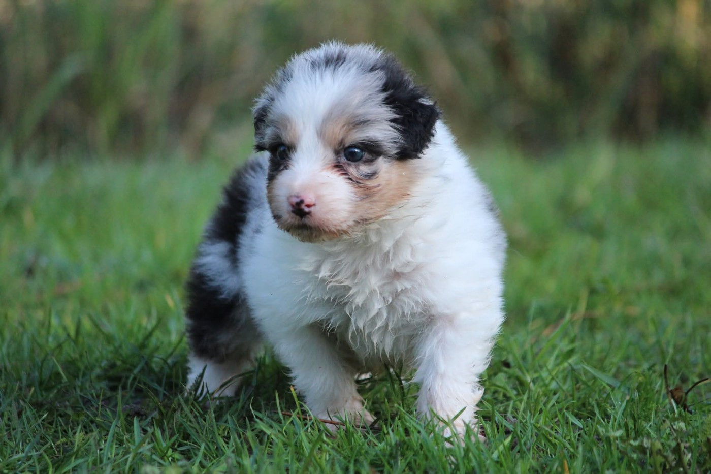 Of Jamandco - Chiots disponibles - Berger Australien