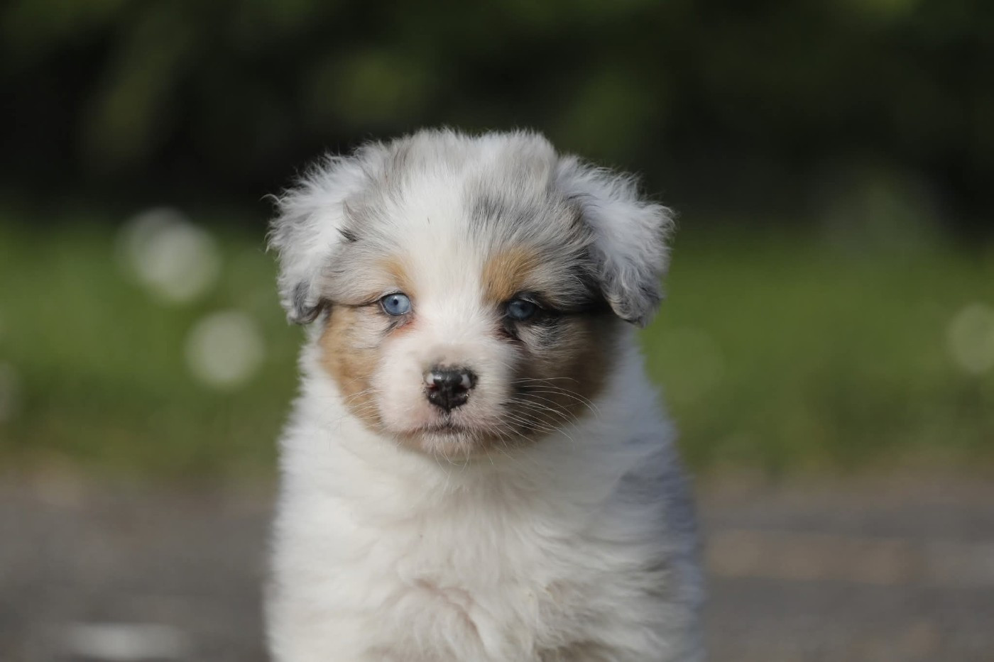 Of Jamandco - Chiots disponibles - Berger Australien