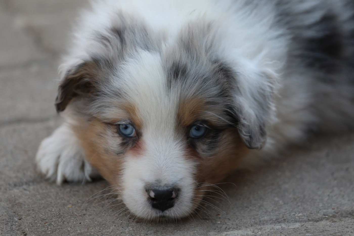 Of Jamandco - Chiots disponibles - Berger Australien