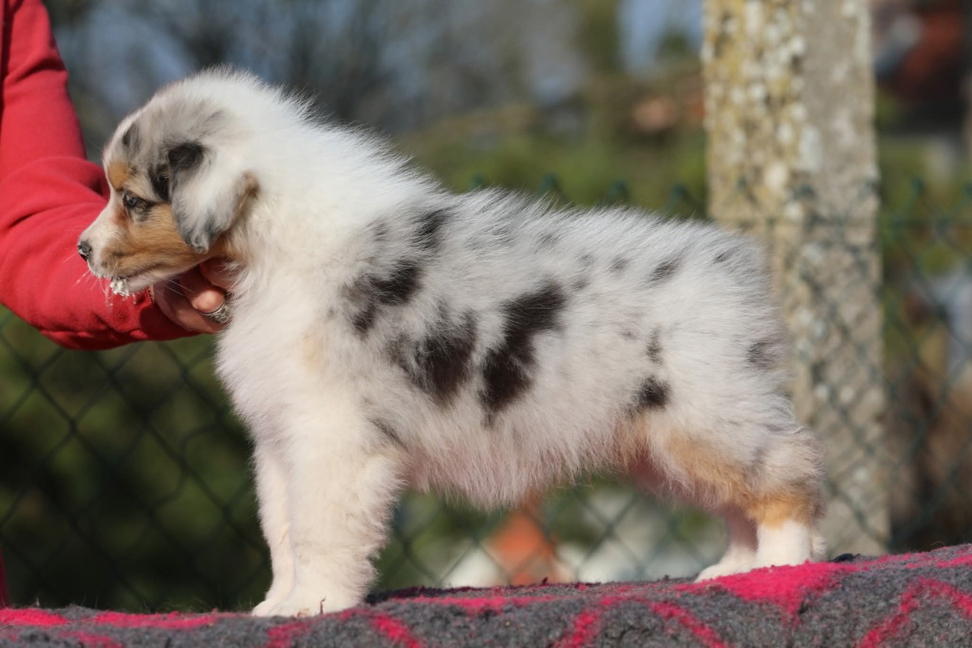 Of Jamandco - Chiots disponibles - Berger Australien