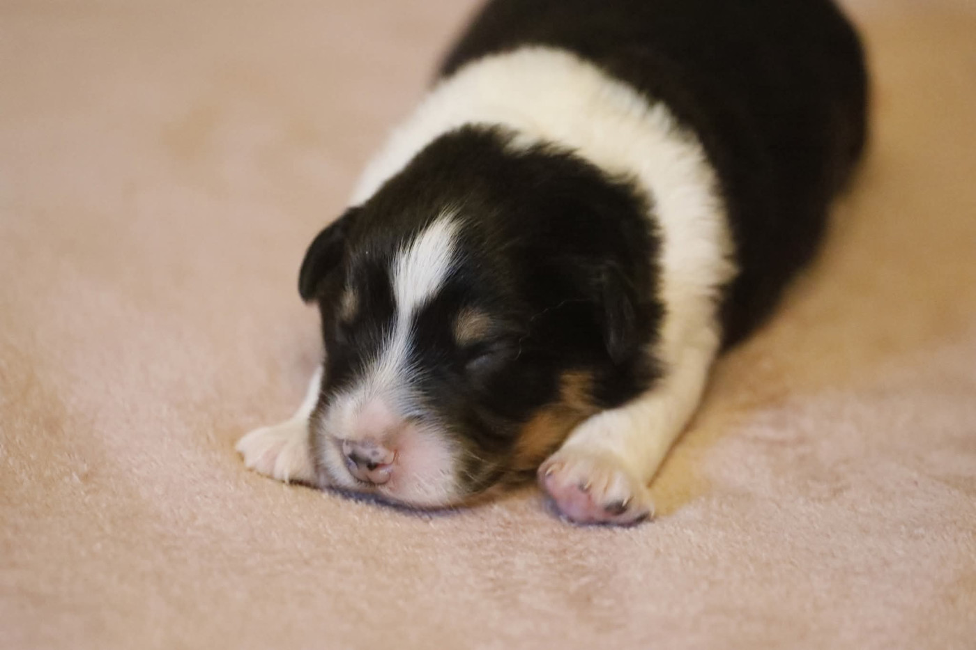Of Jamandco - Chiots disponibles - Berger Australien