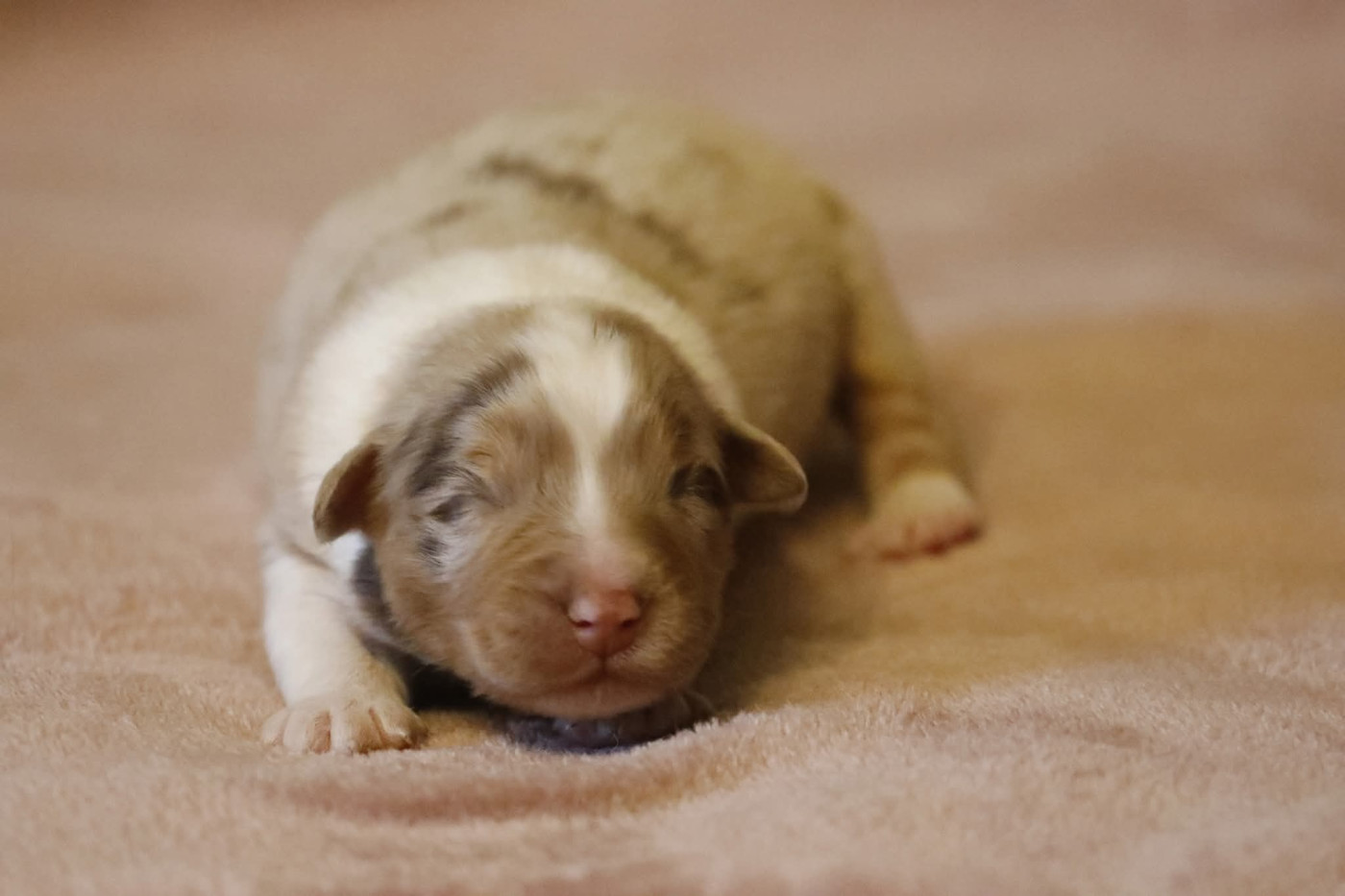 Of Jamandco - Chiots disponibles - Berger Australien