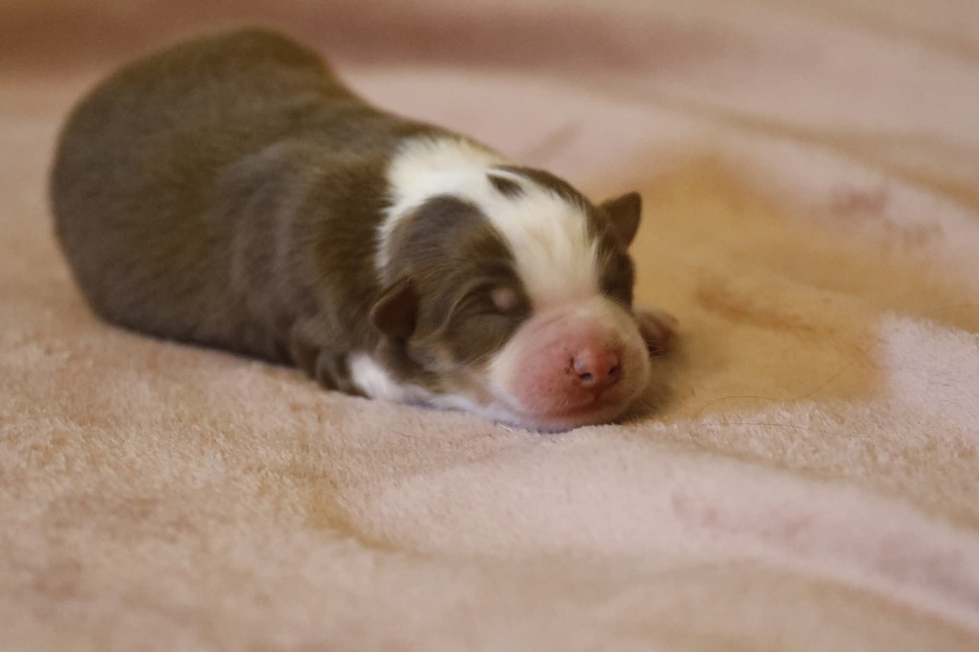 Of Jamandco - Chiots disponibles - Berger Australien