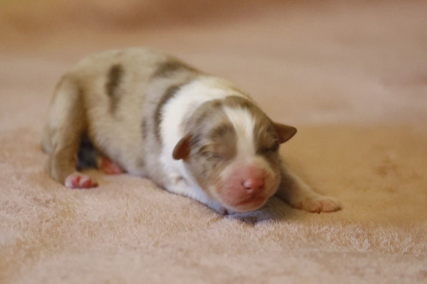 Of Jamandco - Chiots disponibles - Berger Australien