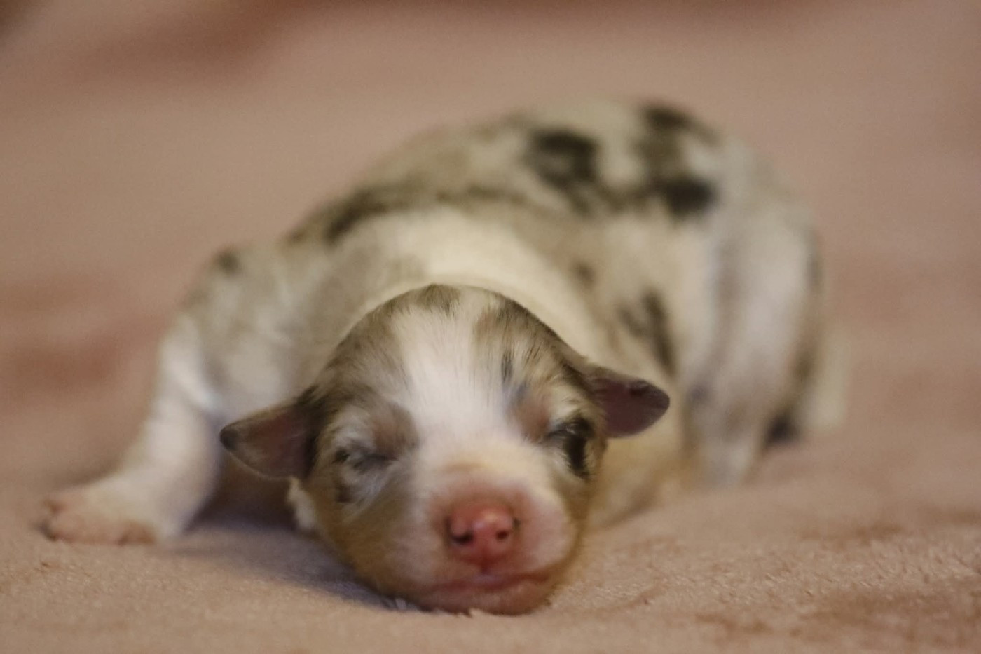 Of Jamandco - Chiots disponibles - Berger Australien