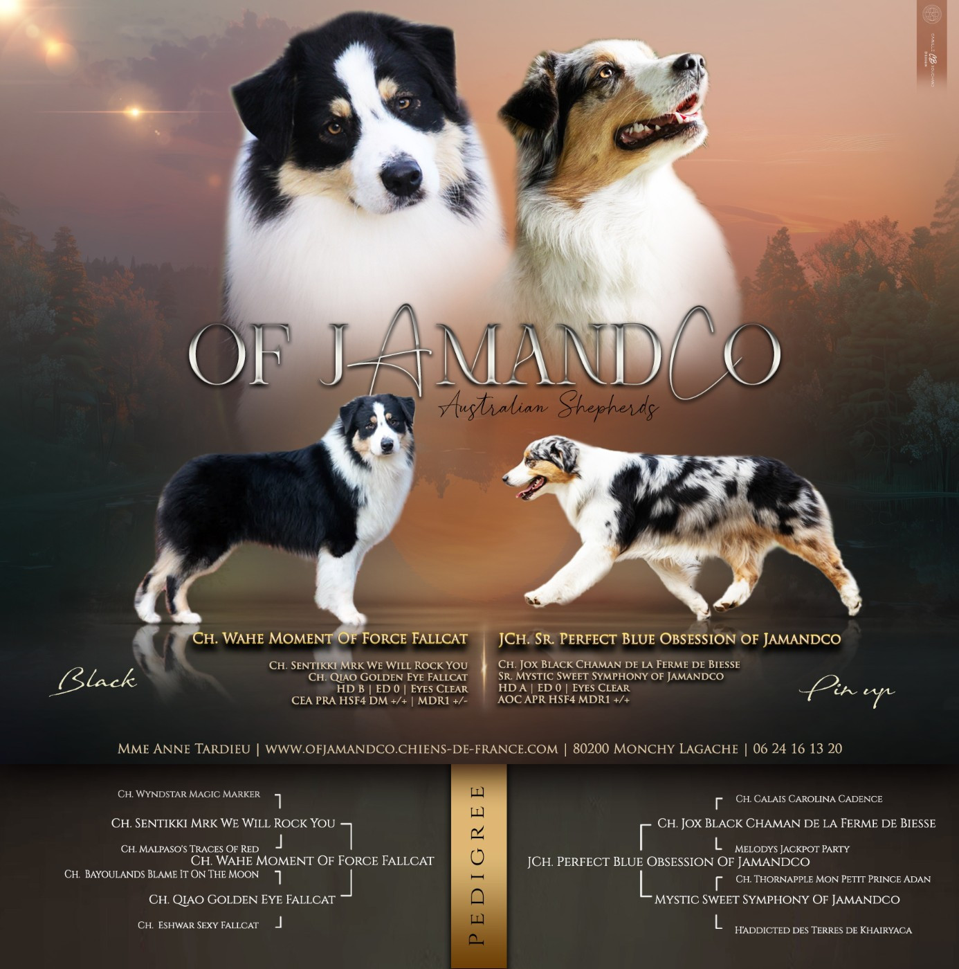 Chiot Berger Australien Of Jamandco