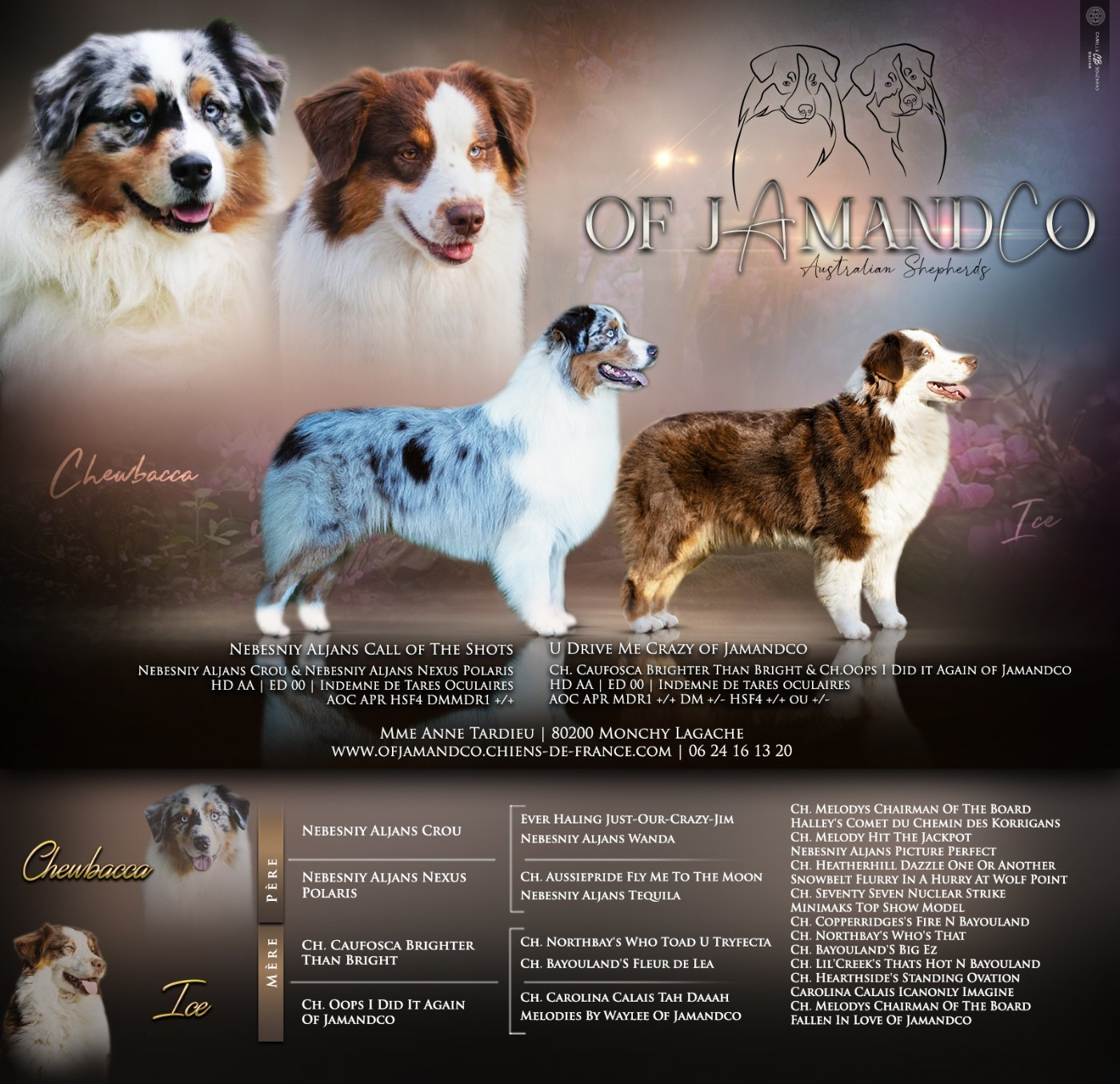 Chiot Berger Australien Of Jamandco