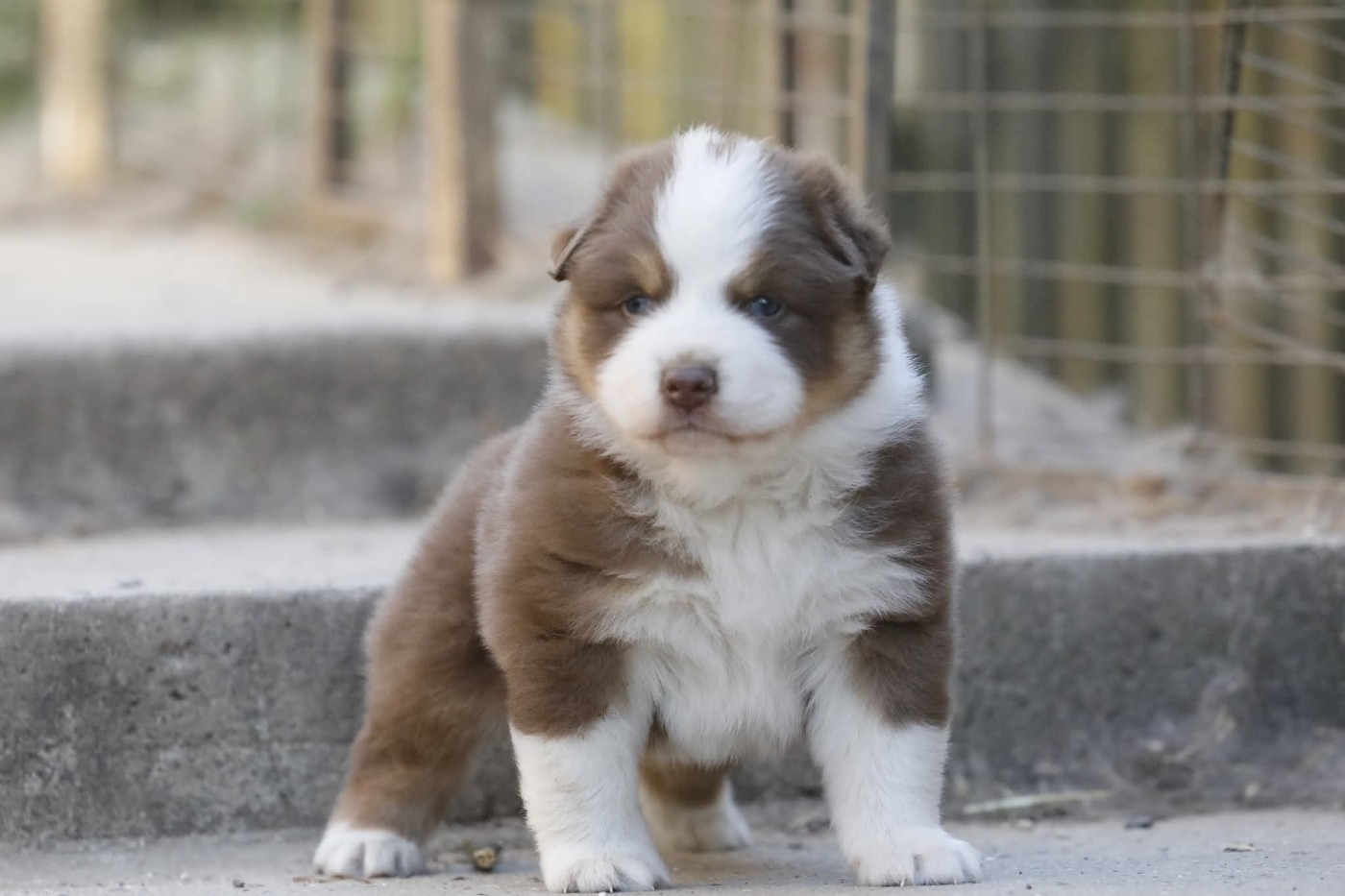 Of Jamandco - Chiots disponibles - Berger Australien