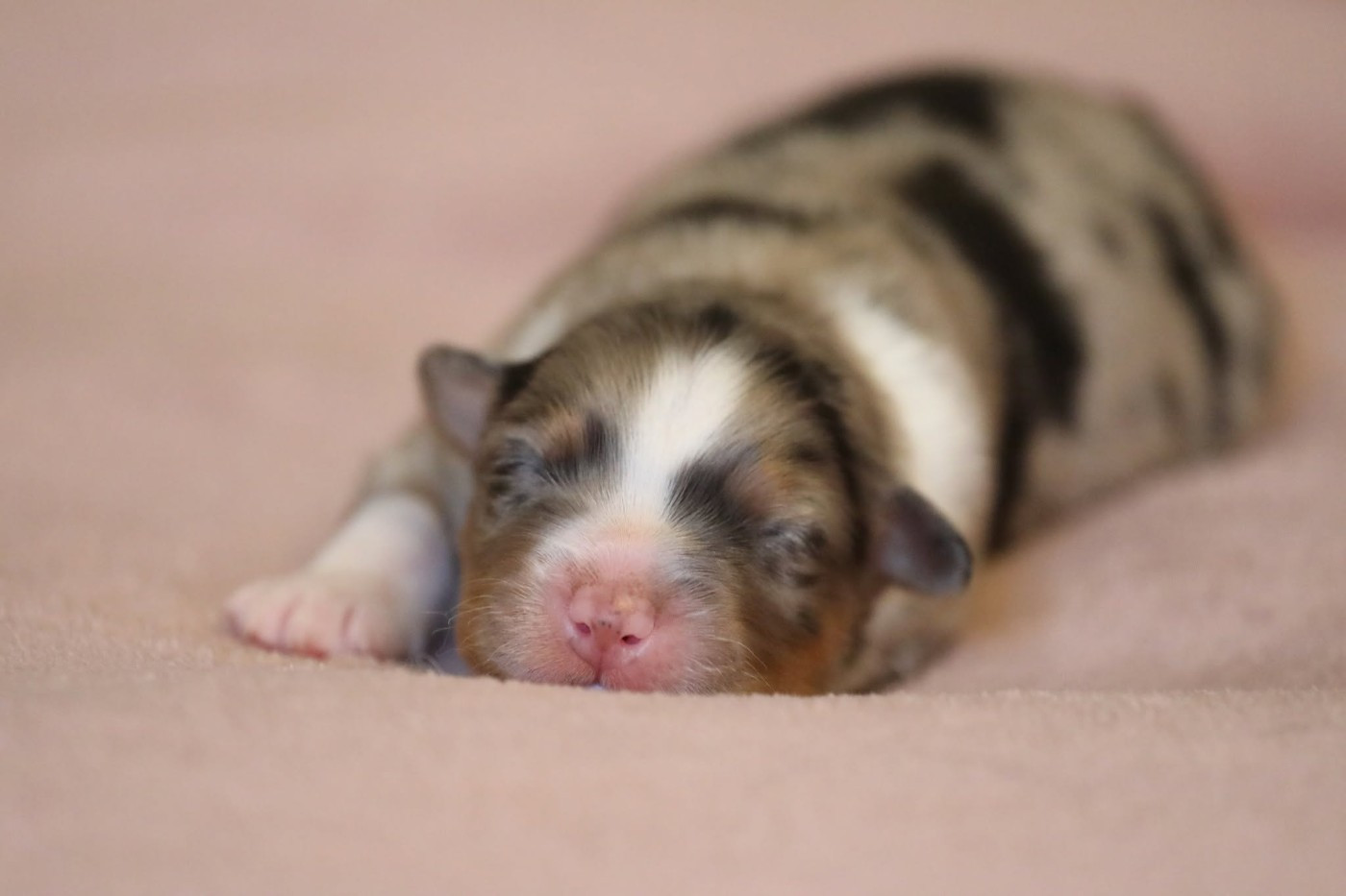 Of Jamandco - Chiots disponibles - Berger Australien