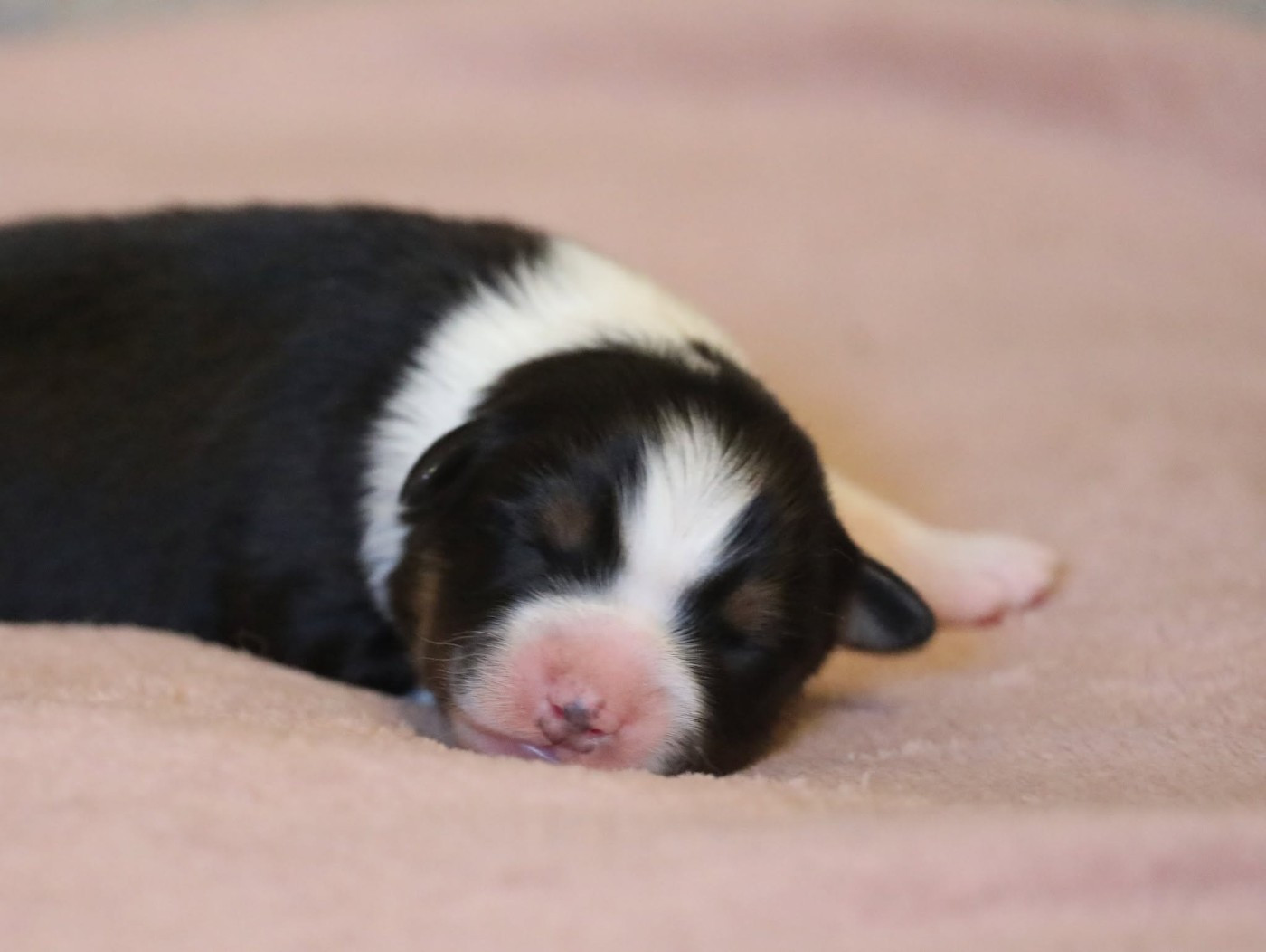 Of Jamandco - Chiots disponibles - Berger Australien