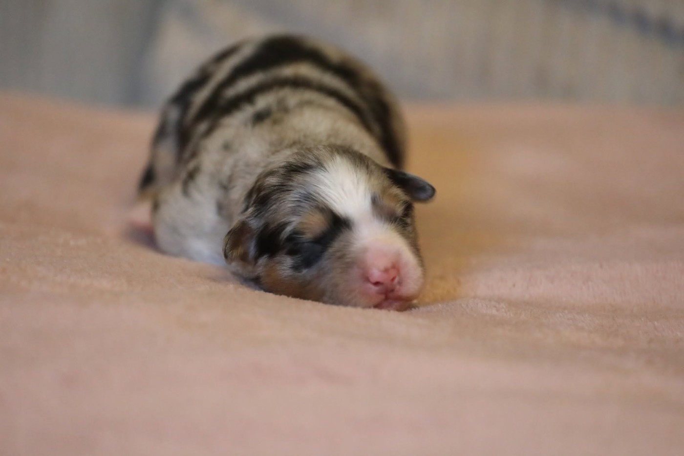 Of Jamandco - Chiots disponibles - Berger Australien