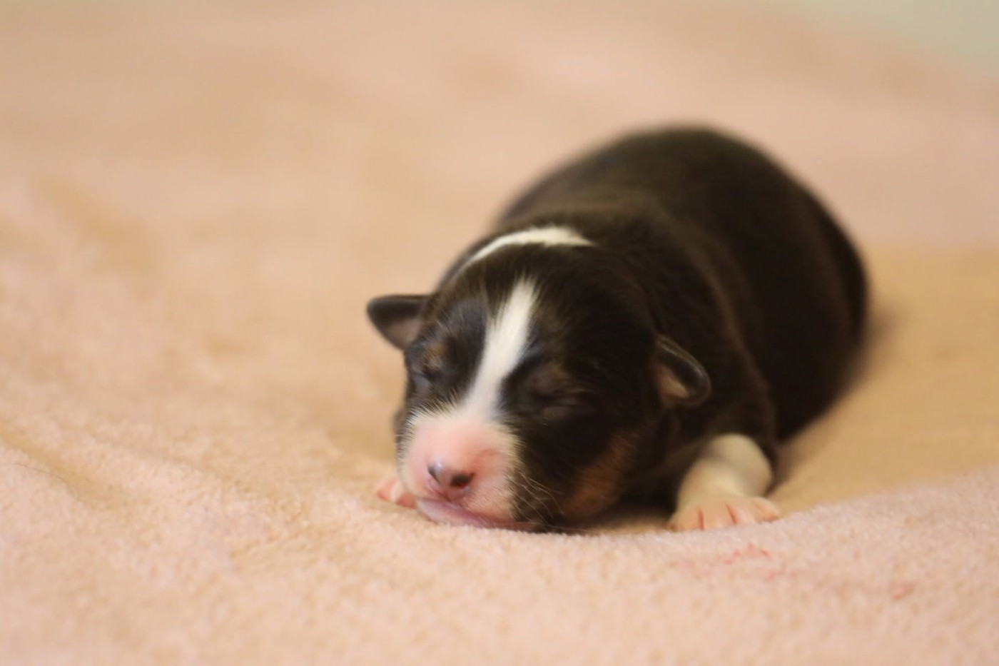 Of Jamandco - Chiots disponibles - Berger Australien