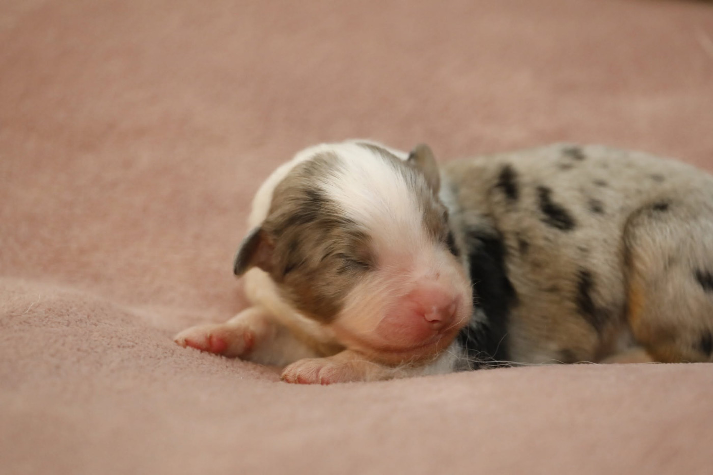 Of Jamandco - Chiots disponibles - Berger Australien